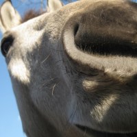 Journals Kate Staples